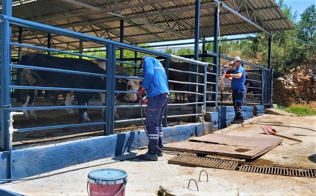 Muğla'da şap hastalığı kontrol altına alındı, Bayır Hayvan Pazarı açılıyor